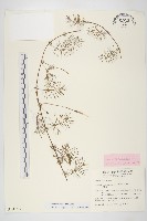 藏品(蔦蘿)的圖片