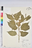 藏品(巴豆)的圖片