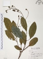 藏品(山香圓)的圖片