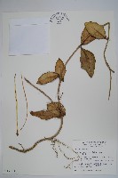 藏品(毬蘭)的圖片