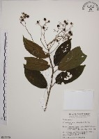 藏品(大青)的圖片