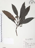 藏品(九節木、牛屎烏、青龍吐霧)的圖片