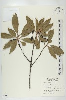 藏品(杜英、山杜英、蘭嶼杜英)的圖片