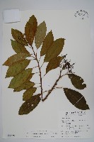 藏品(厚殼樹)的圖片