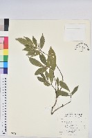 藏品(臺灣土沉香)的圖片