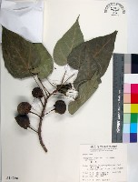 藏品(繖楊、截萼黃槿)的圖片