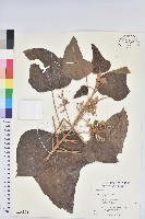 藏品(石栗)的圖片