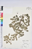 藏品(白飯樹)的圖片