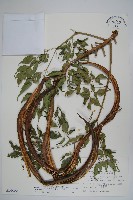 藏品(山菜豆)的圖片