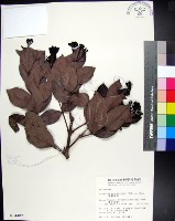 藏品(疏脈赤楠)的圖片