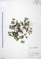 藏品(小椒草)的圖片