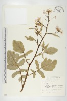 藏品(蘿蔔、夢卜)的圖片