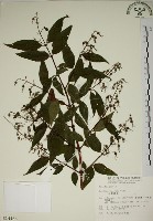 藏品(大葉溲疏)的圖片