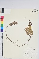 藏品(高山白珠樹)的圖片