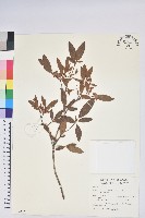 藏品(紅毛杜鵑)的圖片