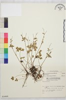 藏品(鹿場毛茛)的圖片