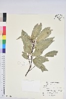 藏品(青剛櫟、鐵椆)的圖片