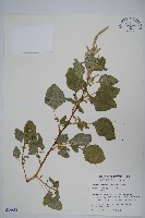 藏品(刺莧)的圖片