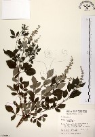 藏品(三葉蔓荊)的圖片