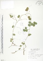 藏品(小葉括根)的圖片