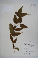 藏品(台灣土黨參)的圖片