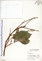 藏品(白榕、垂榕)的圖片