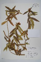 藏品(山橙)的圖片