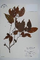 藏品(臺灣赤楊、臺灣榿木)的圖片