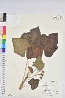 藏品(麻瘋樹)的圖片