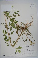 藏品(向天黃)的圖片