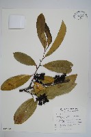 藏品(恆春哥納香)的圖片