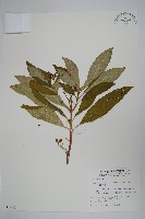 藏品(蘿芙木)的圖片