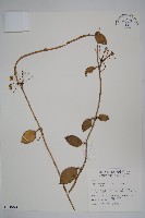 藏品(毬蘭)的圖片