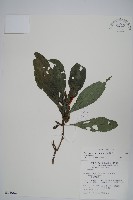 藏品(長穗馬藍)的圖片