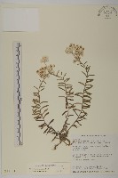 藏品(玉山抱莖籟簫)的圖片