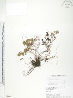 藏品(玉山金絲桃)的圖片