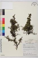 藏品(變葉鼠李)的圖片