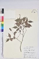 藏品(米飯花)的圖片