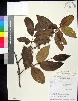 藏品(革葉羊角扭、細脈榖木)的圖片