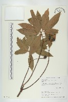 藏品(杜英、山杜英、蘭嶼杜英)的圖片