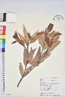 藏品(杏葉石櫟、校栗、校櫟)的圖片