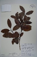 藏品(松田氏冬青)的圖片