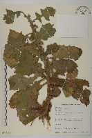 藏品(旗山艾納香)的圖片