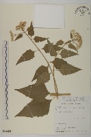 藏品(香澤蘭、飛機草)的圖片