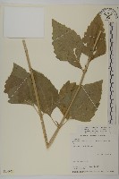 藏品(香澤蘭、飛機草)的圖片