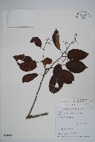 藏品(厚殼樹)的圖片