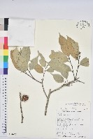 藏品(細刺苦櫧、草野錐果)的圖片