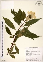 藏品(華八仙)的圖片