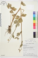 藏品(水辣菜、禺毛茛)的圖片