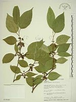 藏品(中原氏鼠李)的圖片